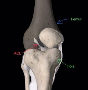 ACL in knee joint